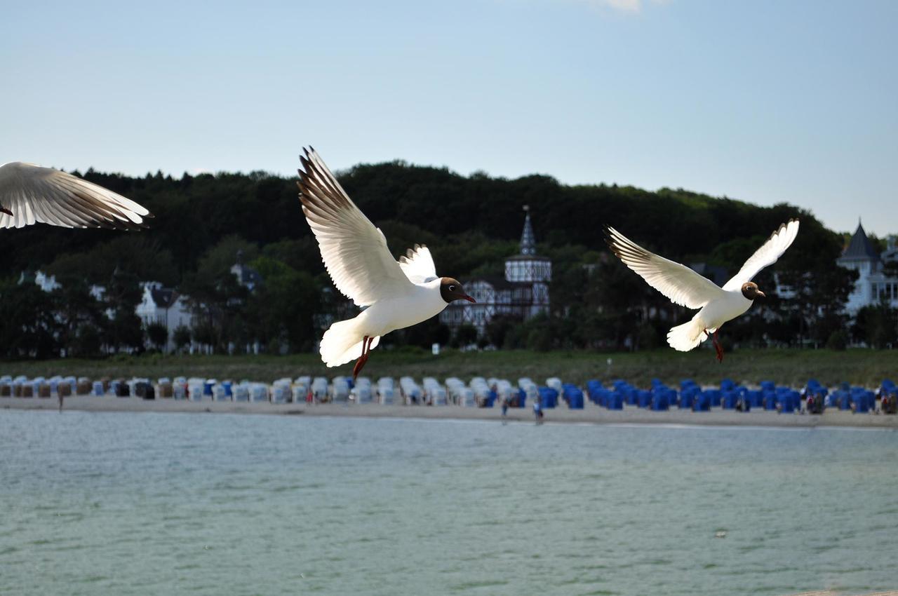 Ferienwohnung Stranddistel 1.4 - Direkt Am Villa Binz